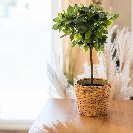 Boho Sienkiewicza Apartament