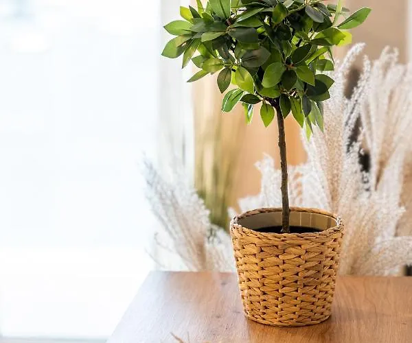 Boho Sienkiewicza Apartament